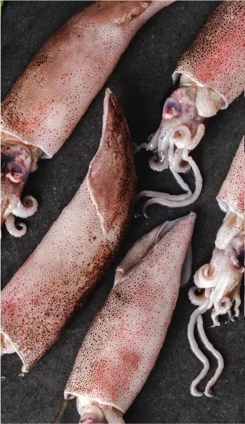 calamari surgelati per ristorazione sicilia gout