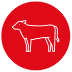 ingrosso carne di vitello per ristorazione